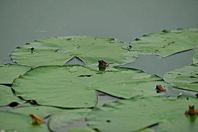 《火炬之光：无限》全新拓展“双生梦魇”即将推出 第十位英雄加入战斗